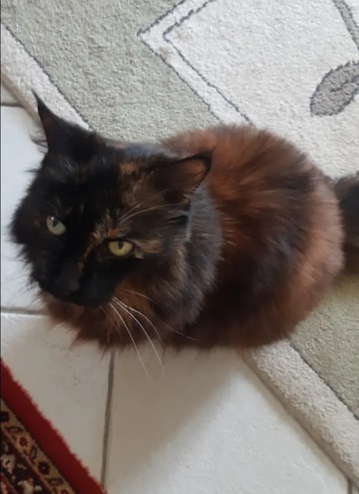 Andachtsbild von Corinna mit Vinni-Ved, Emma, Linette, Jengi, Blacky...❤️