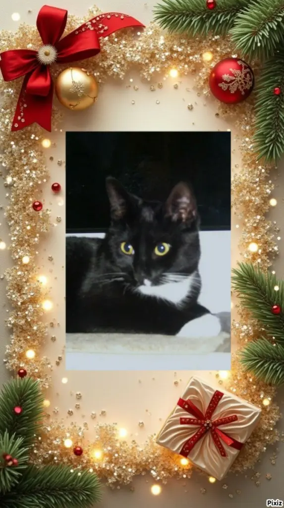 Andachtsbild von Tanja mit Timmy im 💘🐈🐾