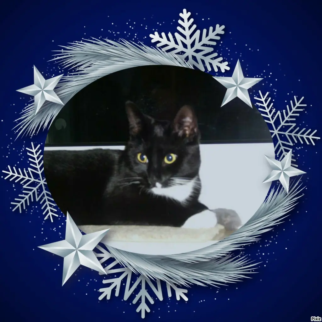 Andachtsbild von Tanja mit Timmy im 💘🐈🐾