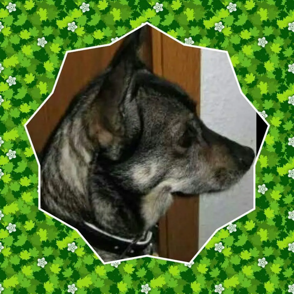Condolence image of Claudia Giese