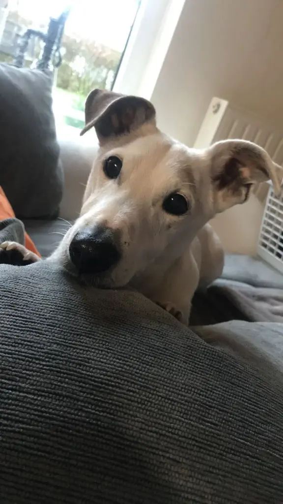 Andachtsbild von Lilly