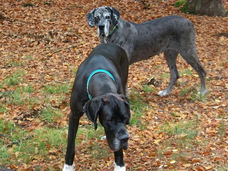 Andachtsbild von Anja, Jürgen, Velvet und unser geliebter Stern Wotan (+22.8.2023)
