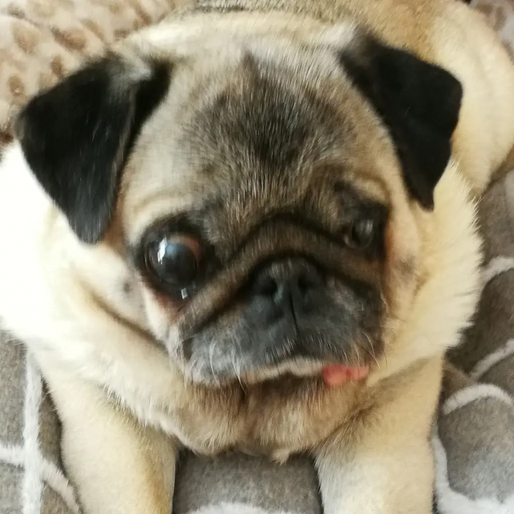 Andachtsbild von Birgit