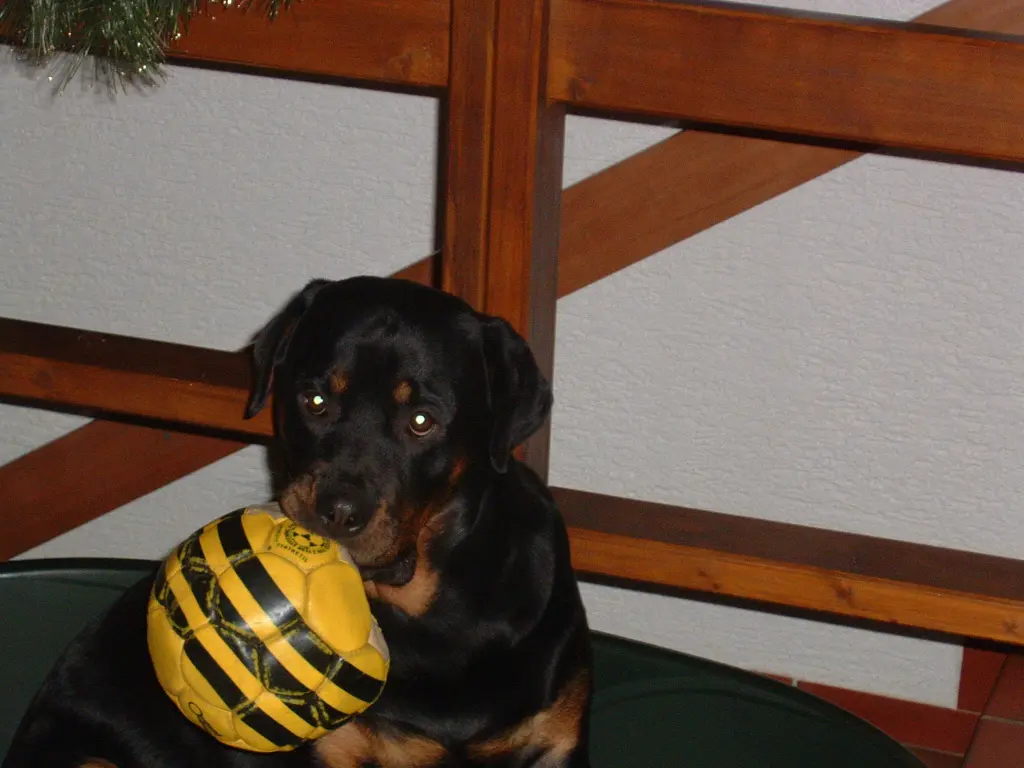 Condolence image of Elke