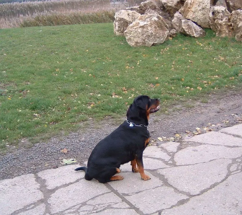 Condolence image of Elke