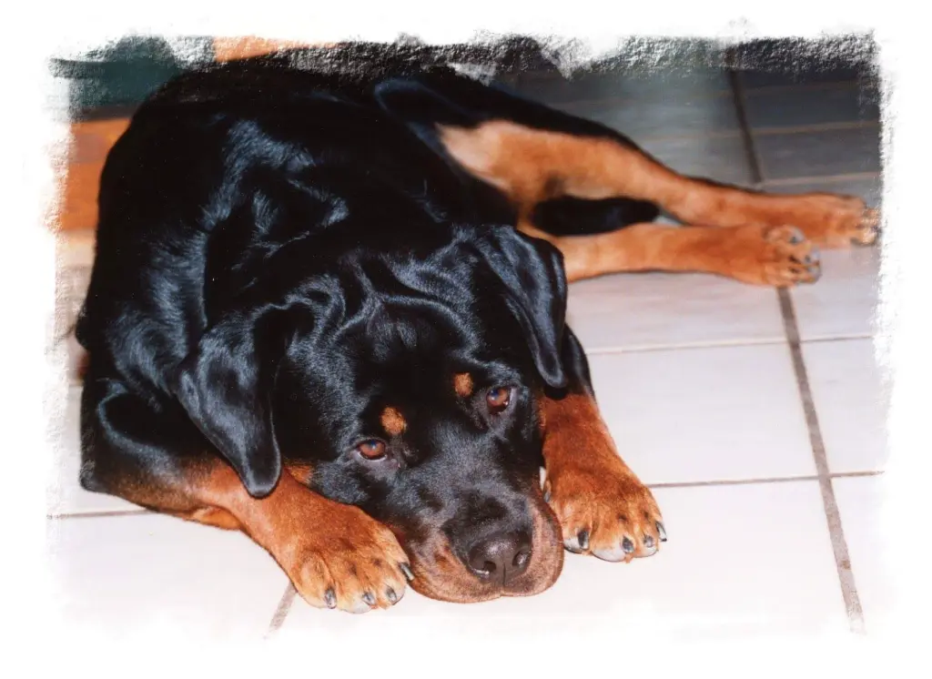 Condolence image of Elke