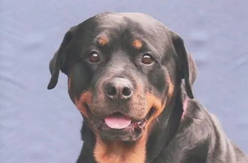 Image from Floh von der Waldeslust