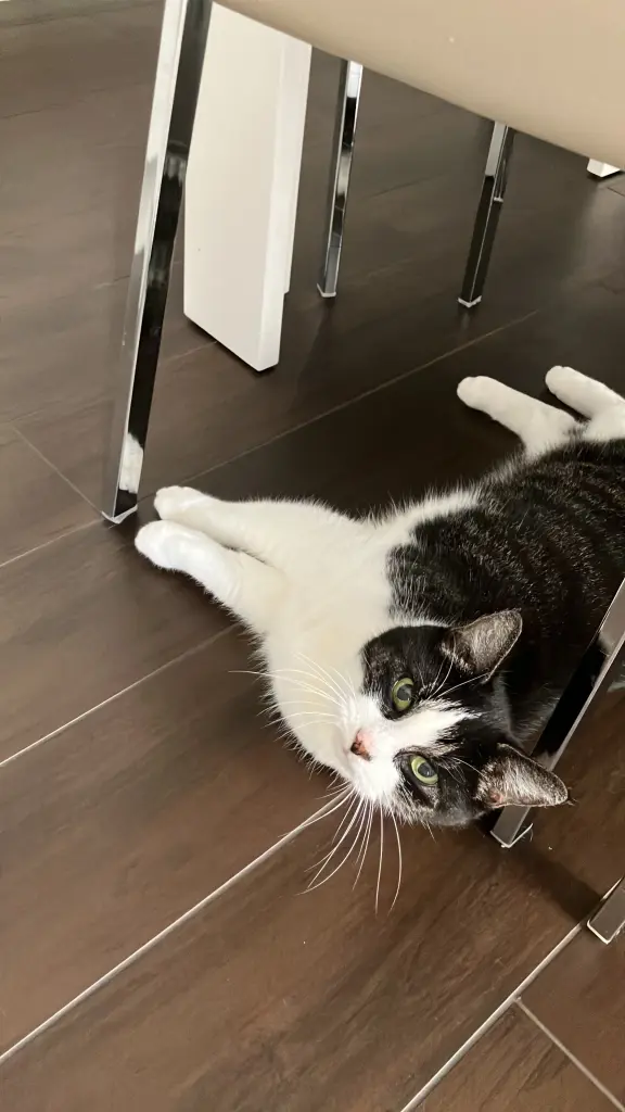 Andachtsbild von Susanne mit Lilly ❤️