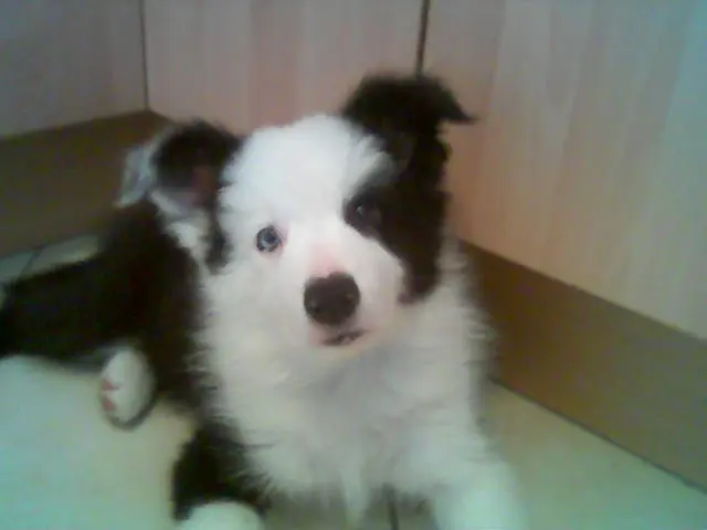 Image from Snowy