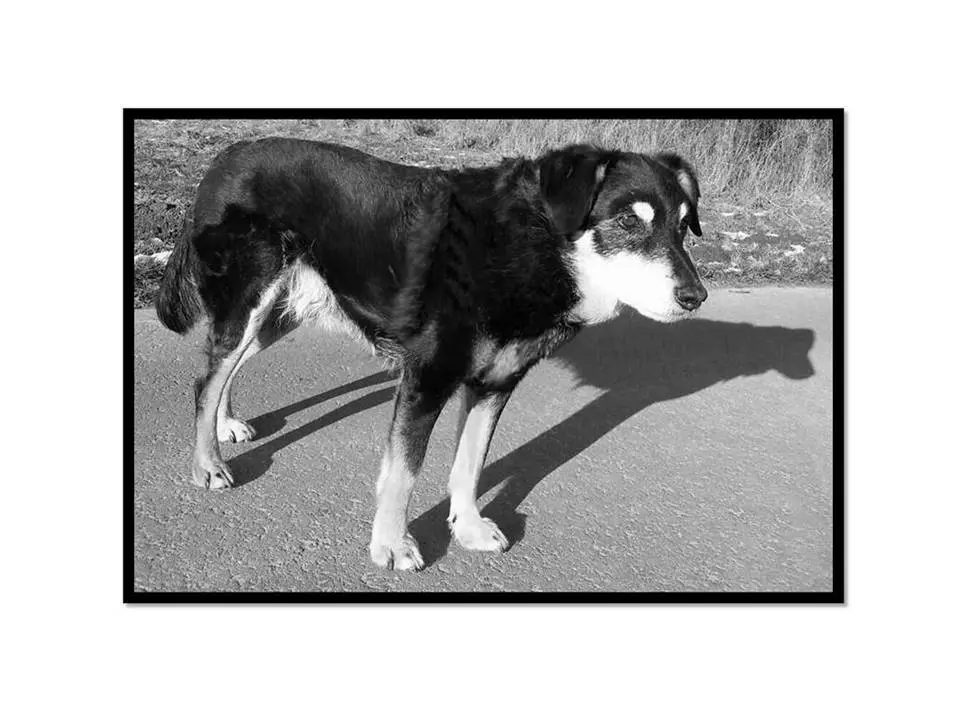 Image from Frodo