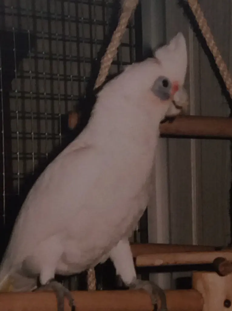 Condolence image of Andrea