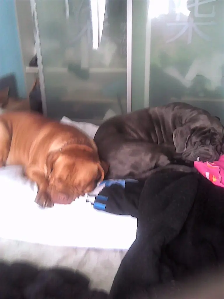 Condolence image of Daniela u SNIPER