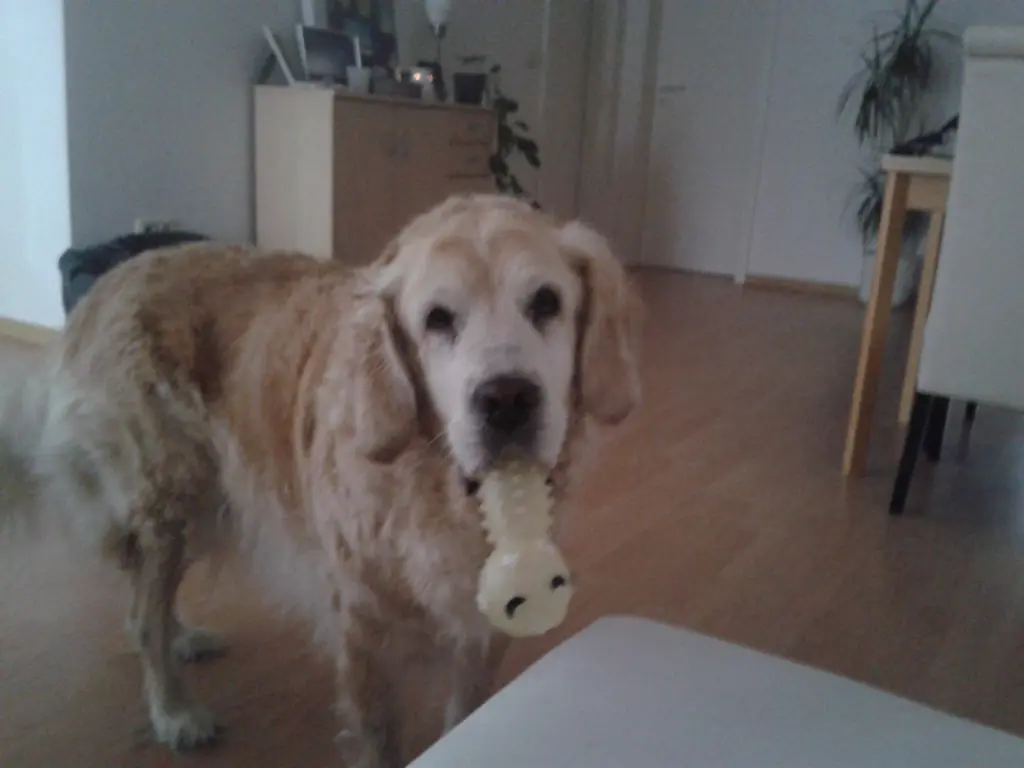 Image from Lyscha