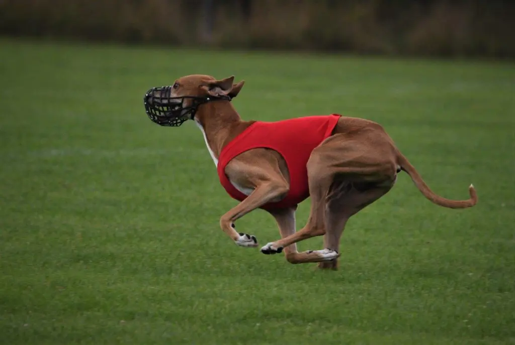 Bild von Para Bellum