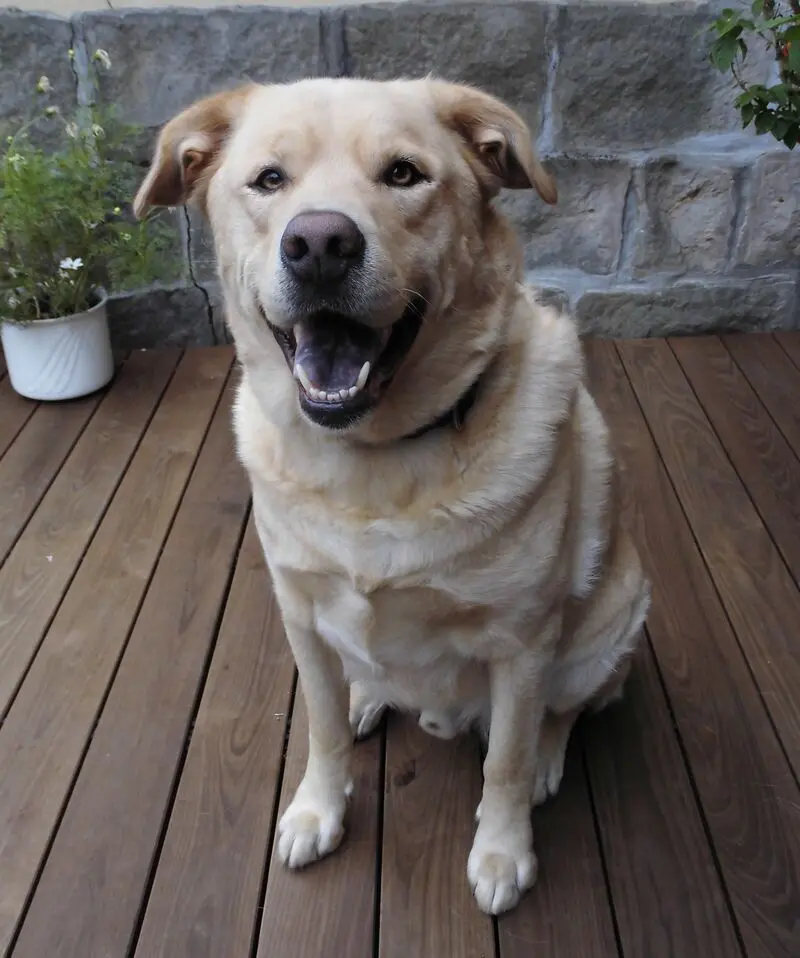 Andachtsbild von Kerstin mit Asko und Falco & Gerry im❤️