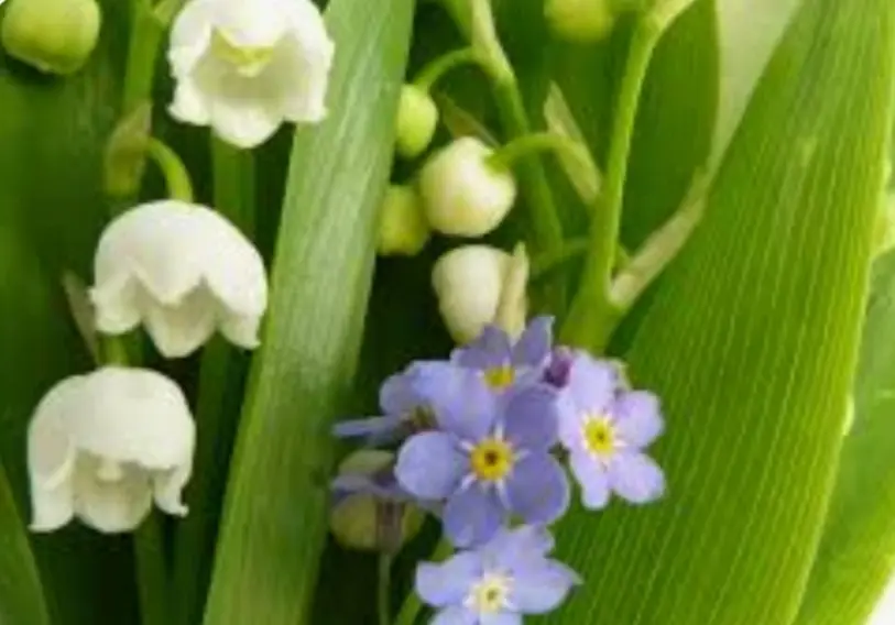 Andachtsbild von Claudia mit Skylar ganz tief im Herzen ❤️