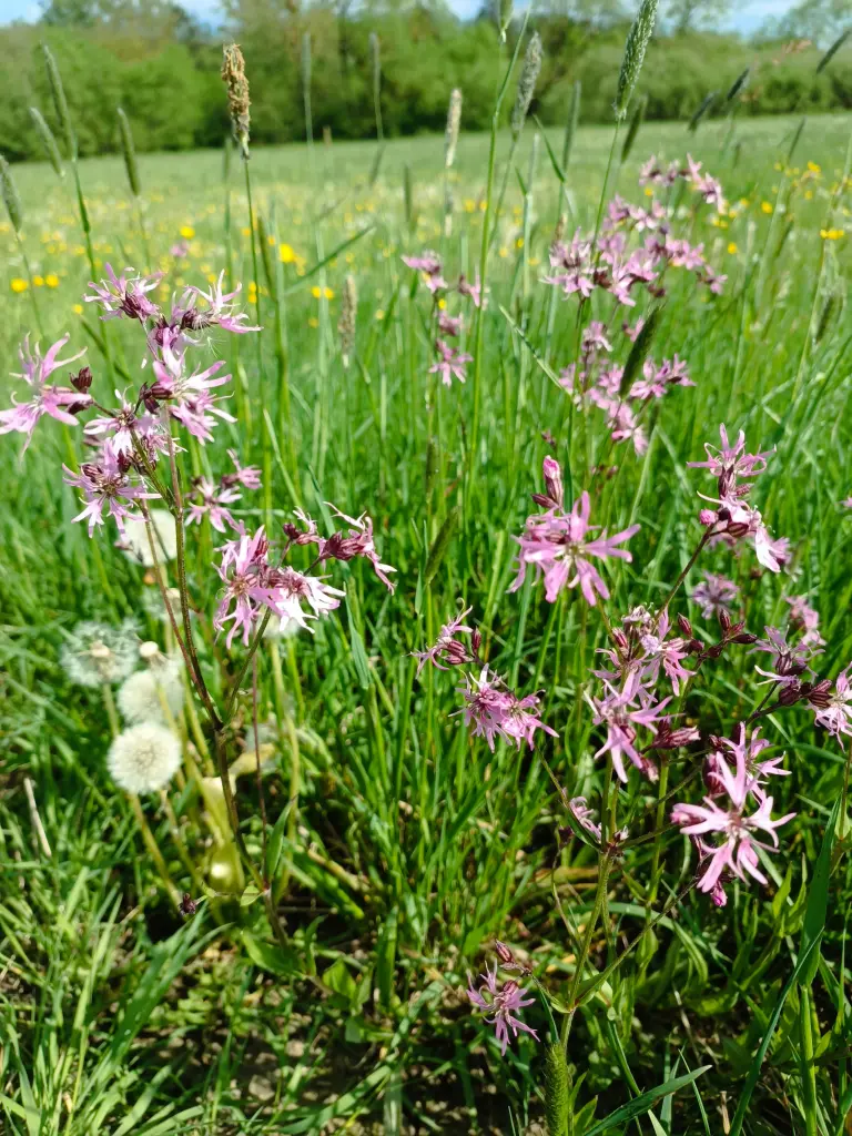 Andachtsbild von Claudia mit Skylar ganz tief im Herzen ❤️