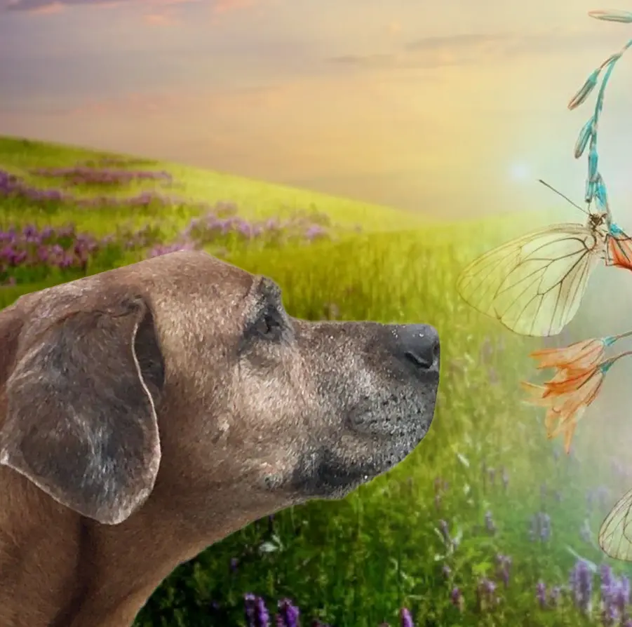 Andachtsbild von Gaby mit Snowy ❤️