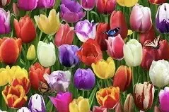 Andachtsbild von Christiane 