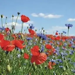 Andachtsbild von Christiane 