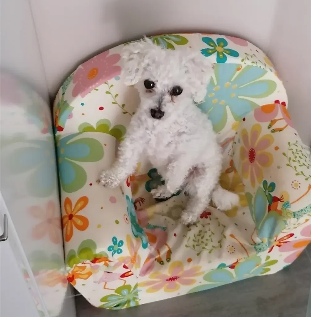 Andachtsbild von Snowy ❤️