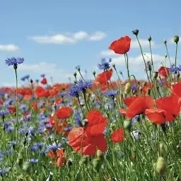 Andachtsbild von Christiane 