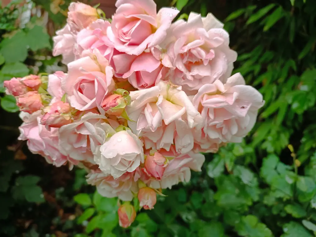 Andachtsbild von Claudia mit Skylar ganz tief im Herzen ❤️