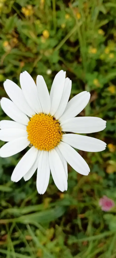 Andachtsbild von Claudia mit Skylar ganz tief im Herzen ❤️