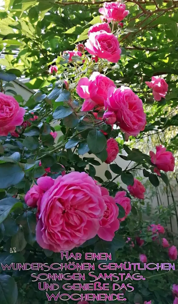 Andachtsbild von Claudia mit ASKO❤️ 