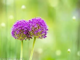 Andachtsbild von Christiane 