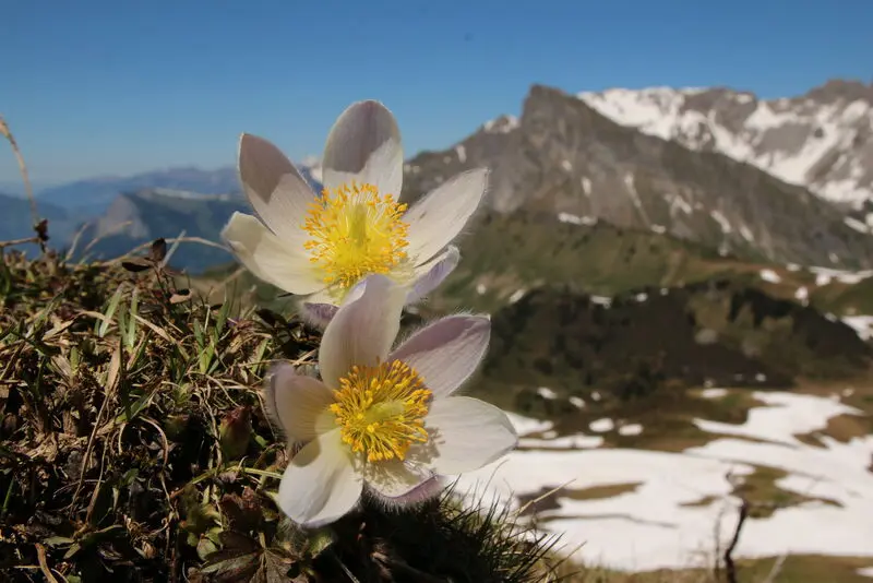 Andachtsbild von Unbekannt