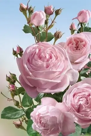 Andachtsbild von Christiane 