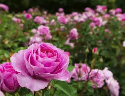 Andachtsbild von Christiane 