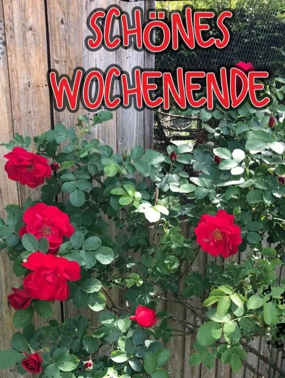 Andachtsbild von Claudia mit ASKO❤️ 