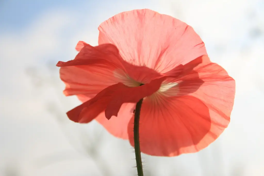 Andachtsbild von In Erinnerung  an Eyk♥️