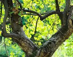 Andachtsbild von Christiane ❤️