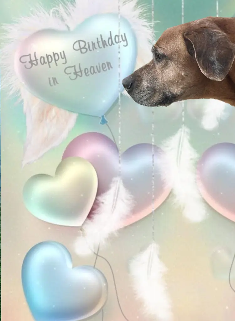 Andachtsbild von Geburtstags ♡Rosen ♡