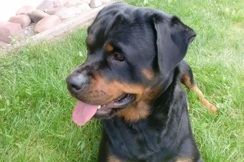 Condolence image of Elke