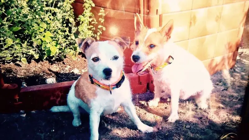 Condolence image of Petra mit Pebbels und Dottie im Herzen 