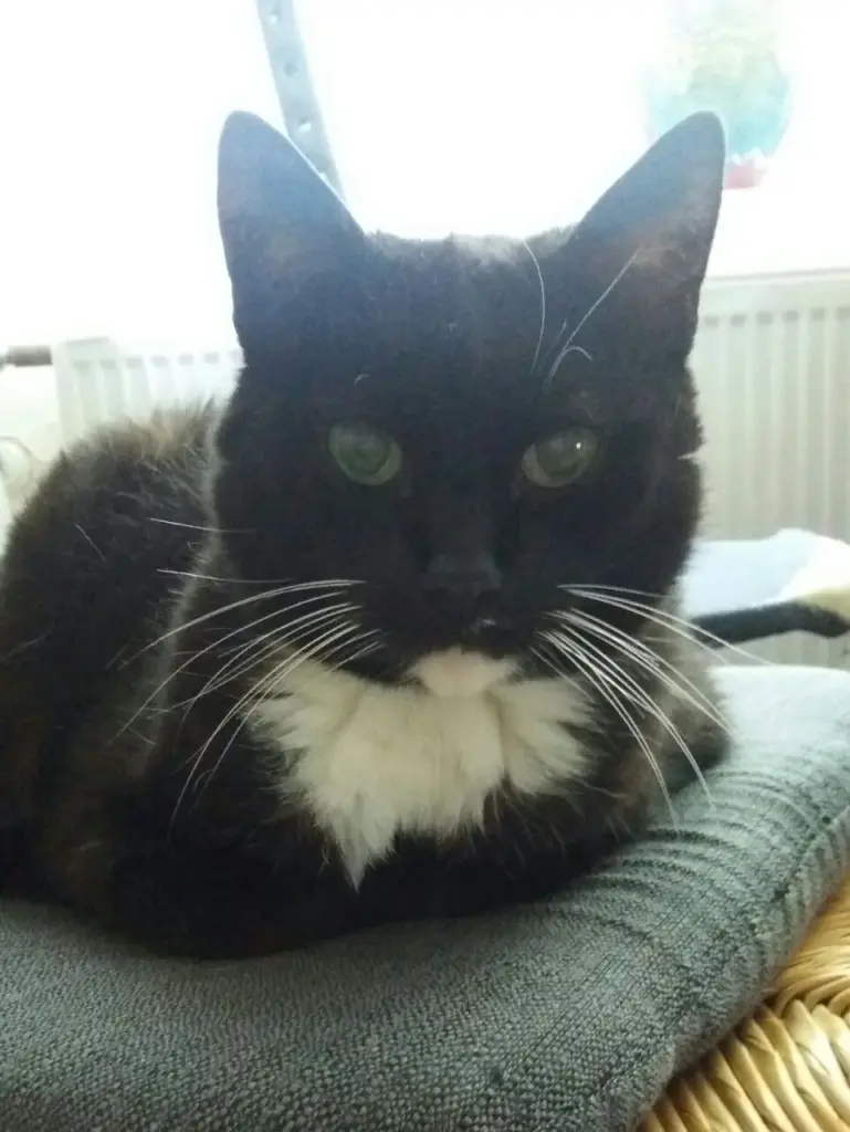 Image from Kitty