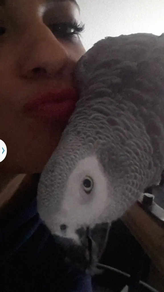 Image from Jako