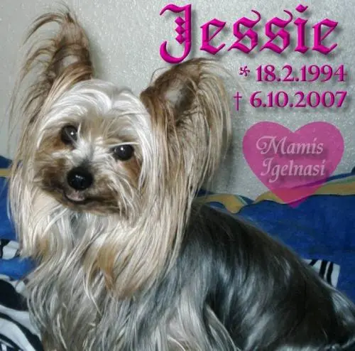 Bild von meine \"Igelnasi\" Jessie