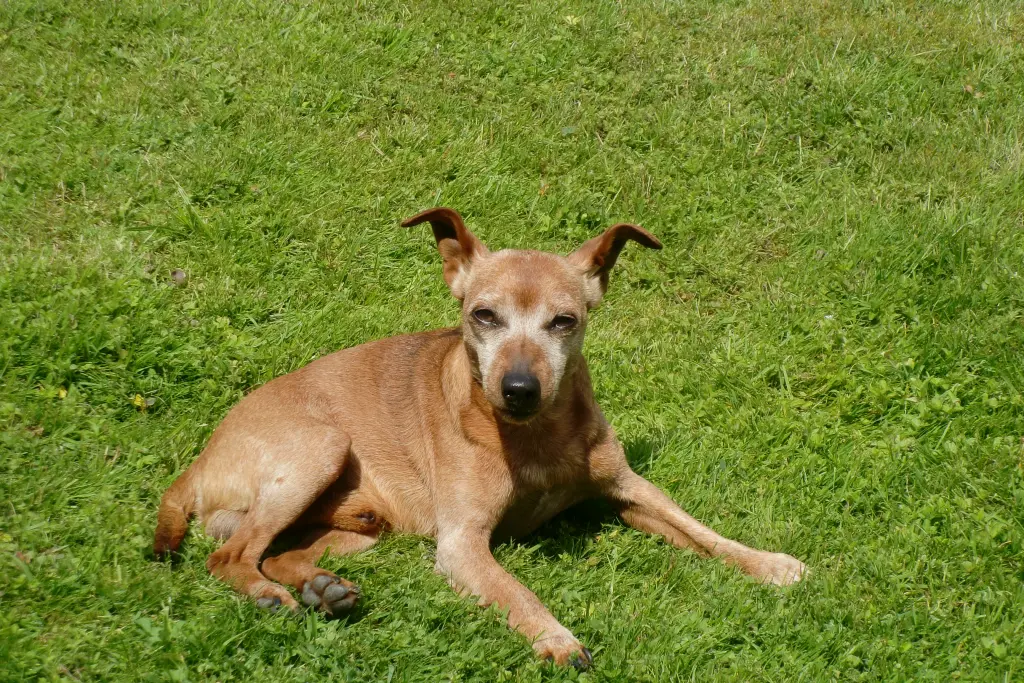 Andachtsbild von Jutta