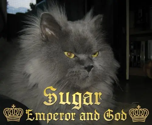 Image from SUGAR  *Emperor and God*