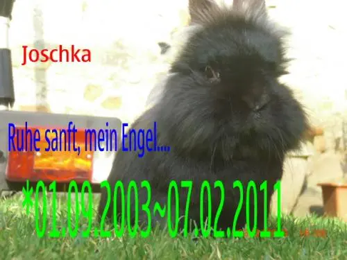 Image from Joschka