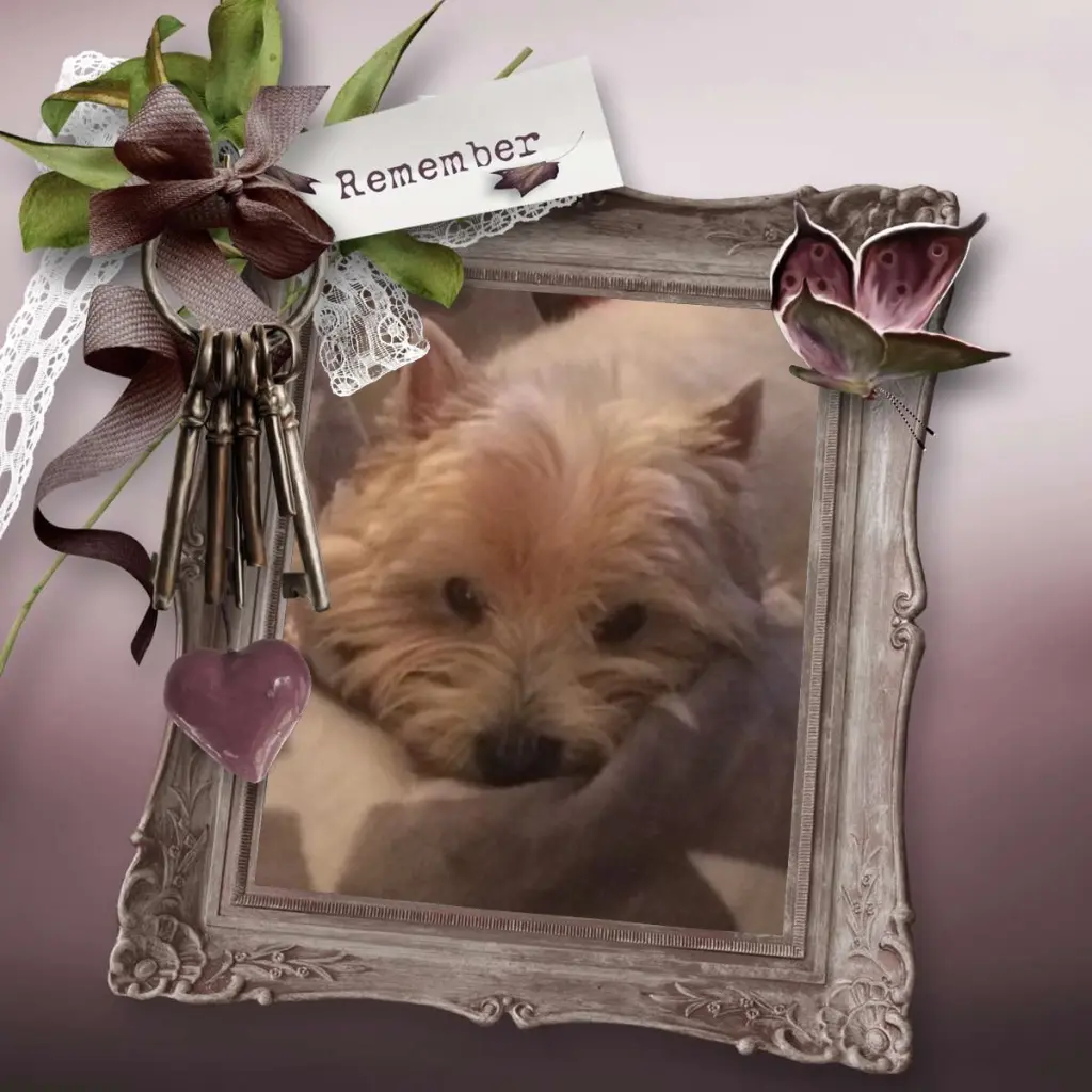 Condolence image of Unbekannt