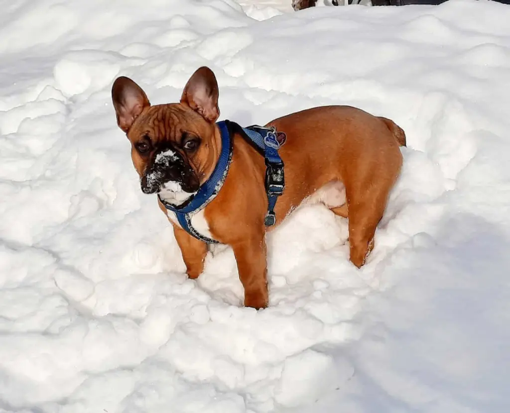 Andachtsbild von Angelika Bechtel mit Sammy im ❤️