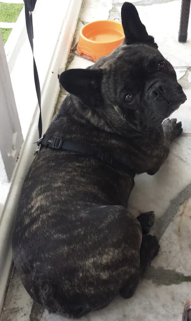 Andachtsbild von Anett mit Leo