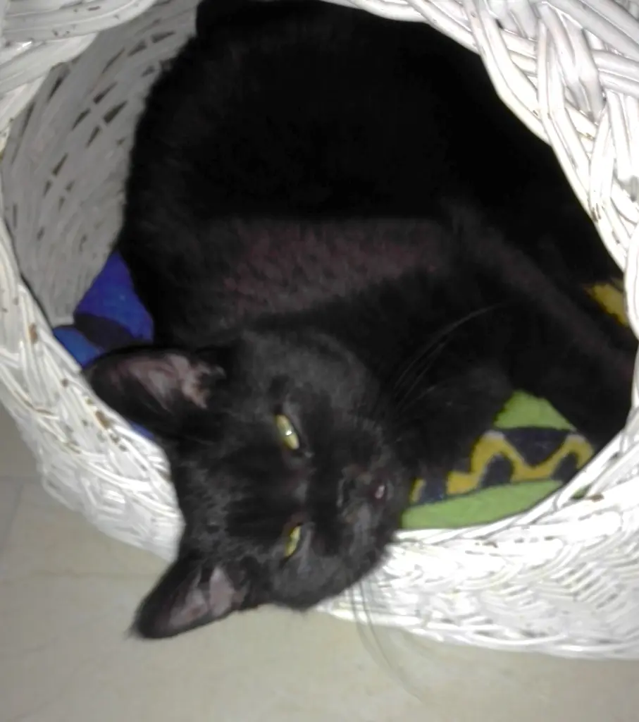 Image from Findus