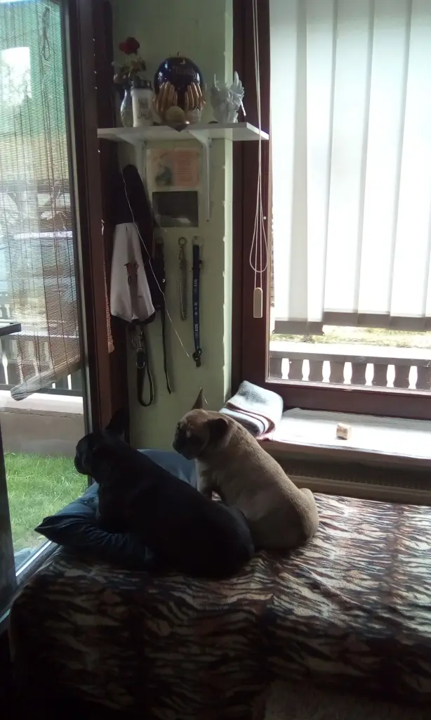 Andachtsbild von Joy mit Meggy